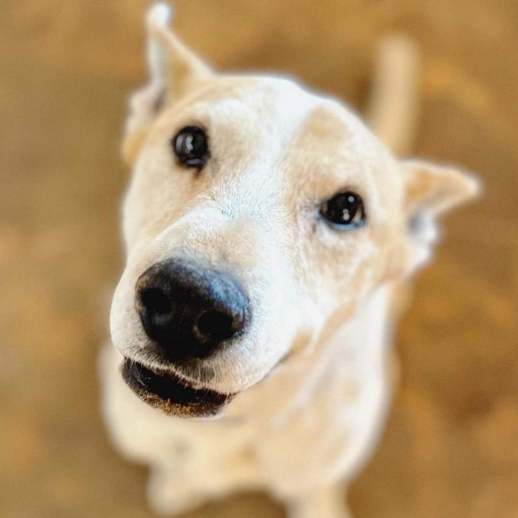 Elton, an adoptable Cattle Dog, Labrador Retriever in Kanab, UT, 84741 | Photo Image 3