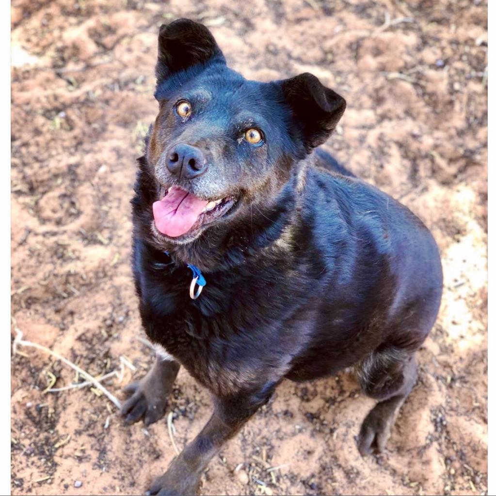 Hannah, an adoptable Labrador Retriever in Kanab, UT, 84741 | Photo Image 1