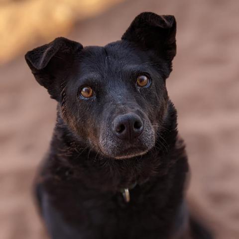 Hannah, an adoptable Labrador Retriever in Kanab, UT, 84741 | Photo Image 2