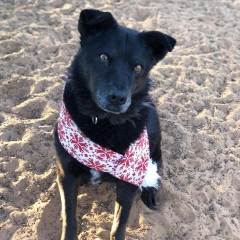 Hannah, an adoptable Labrador Retriever in Kanab, UT, 84741 | Photo Image 3