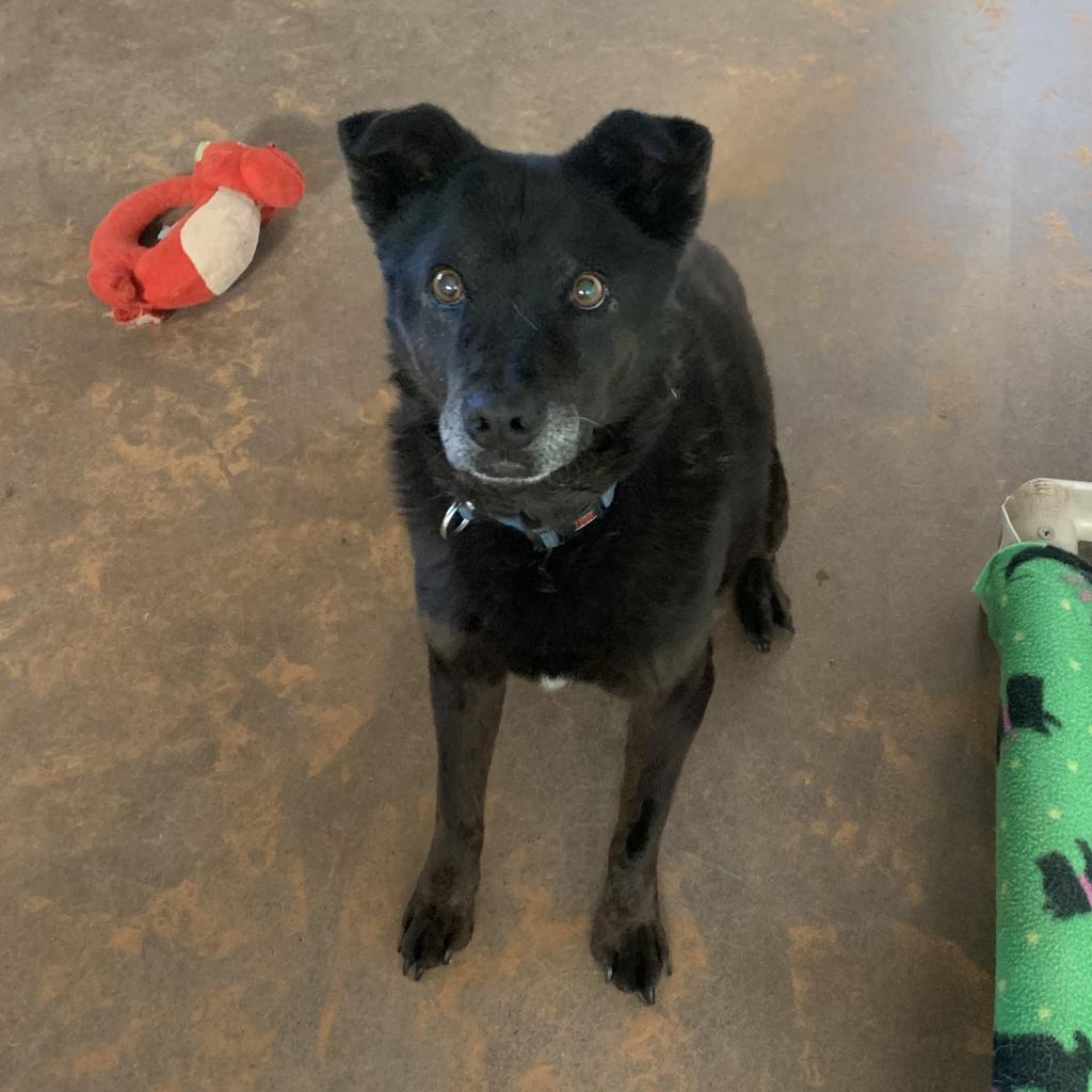 Hannah, an adoptable Labrador Retriever in Kanab, UT, 84741 | Photo Image 3