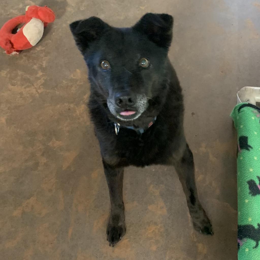 Hannah, an adoptable Labrador Retriever in Kanab, UT, 84741 | Photo Image 4