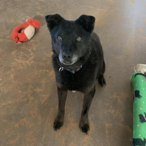 Hannah, an adoptable Labrador Retriever in Kanab, UT, 84741 | Photo Image 5