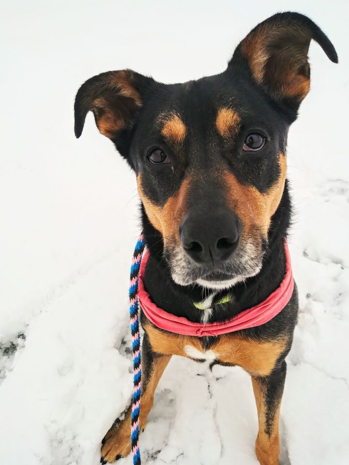 DaVinci, an adoptable Rottweiler & Labrador Retriever Mix in Lake Odessa, MI_image-1