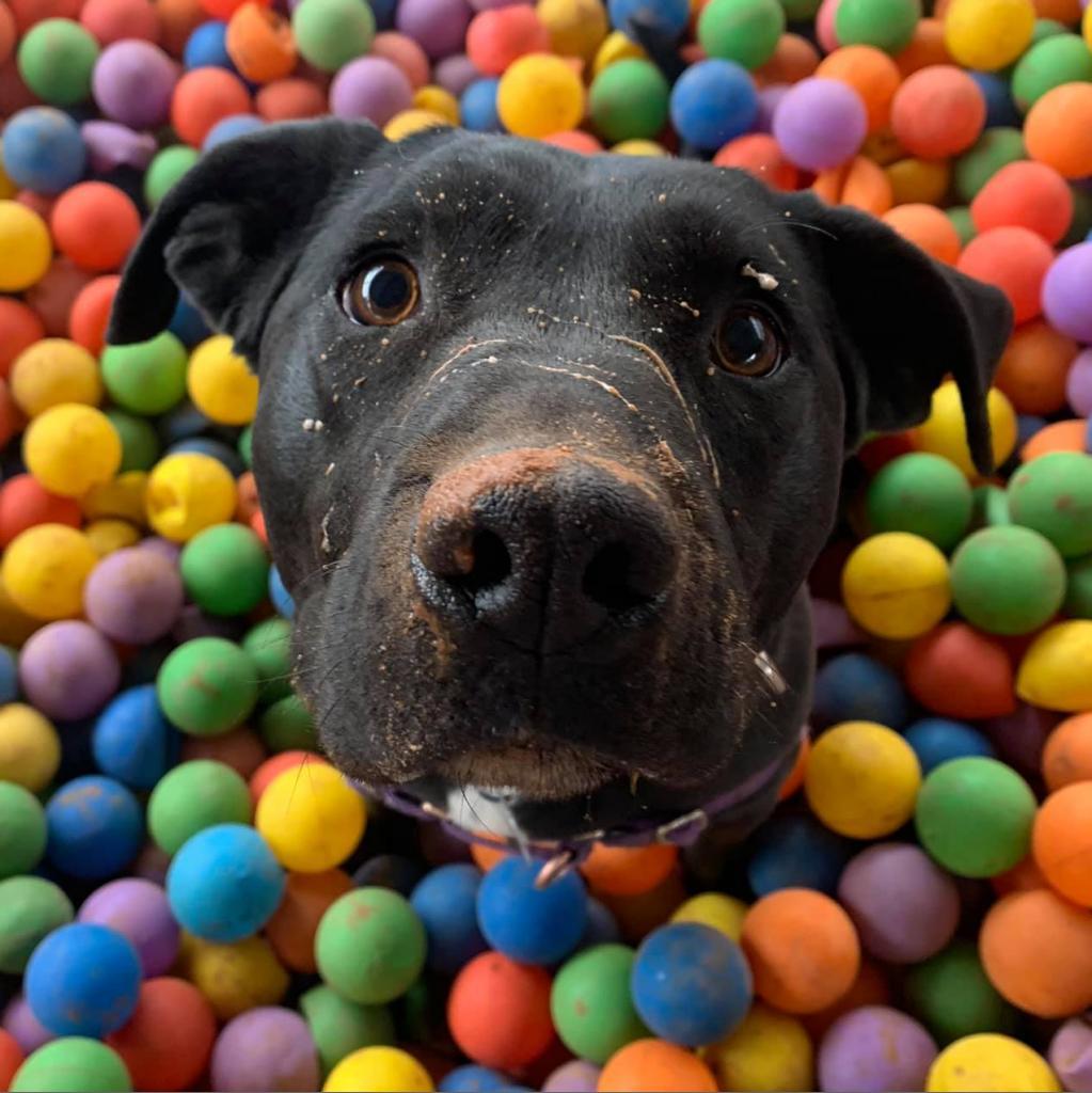 Salamander, an adoptable Black Labrador Retriever, American Staffordshire Terrier in Kanab, UT, 84741 | Photo Image 1