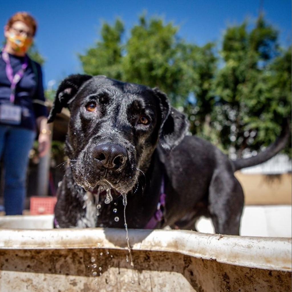 Salamander, an adoptable Black Labrador Retriever, American Staffordshire Terrier in Kanab, UT, 84741 | Photo Image 1