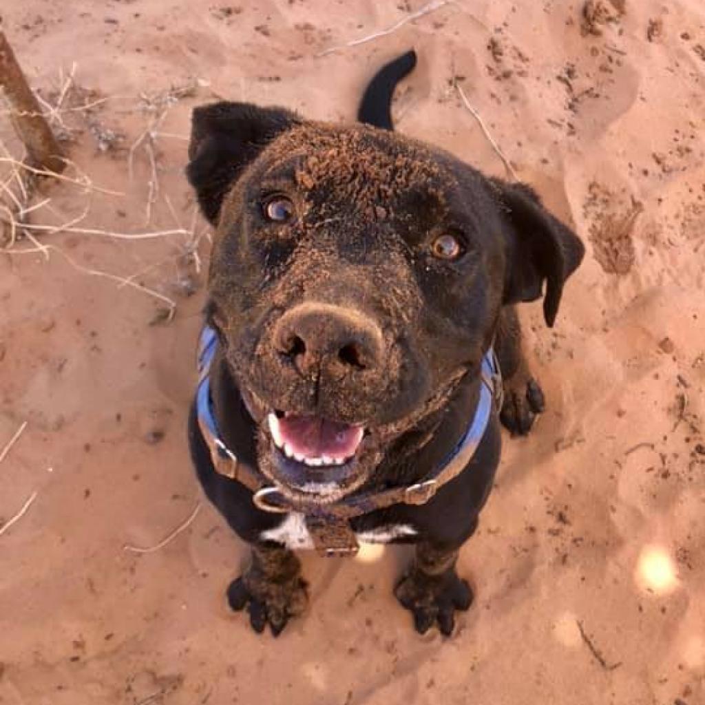 Salamander, an adoptable Black Labrador Retriever, American Staffordshire Terrier in Kanab, UT, 84741 | Photo Image 3