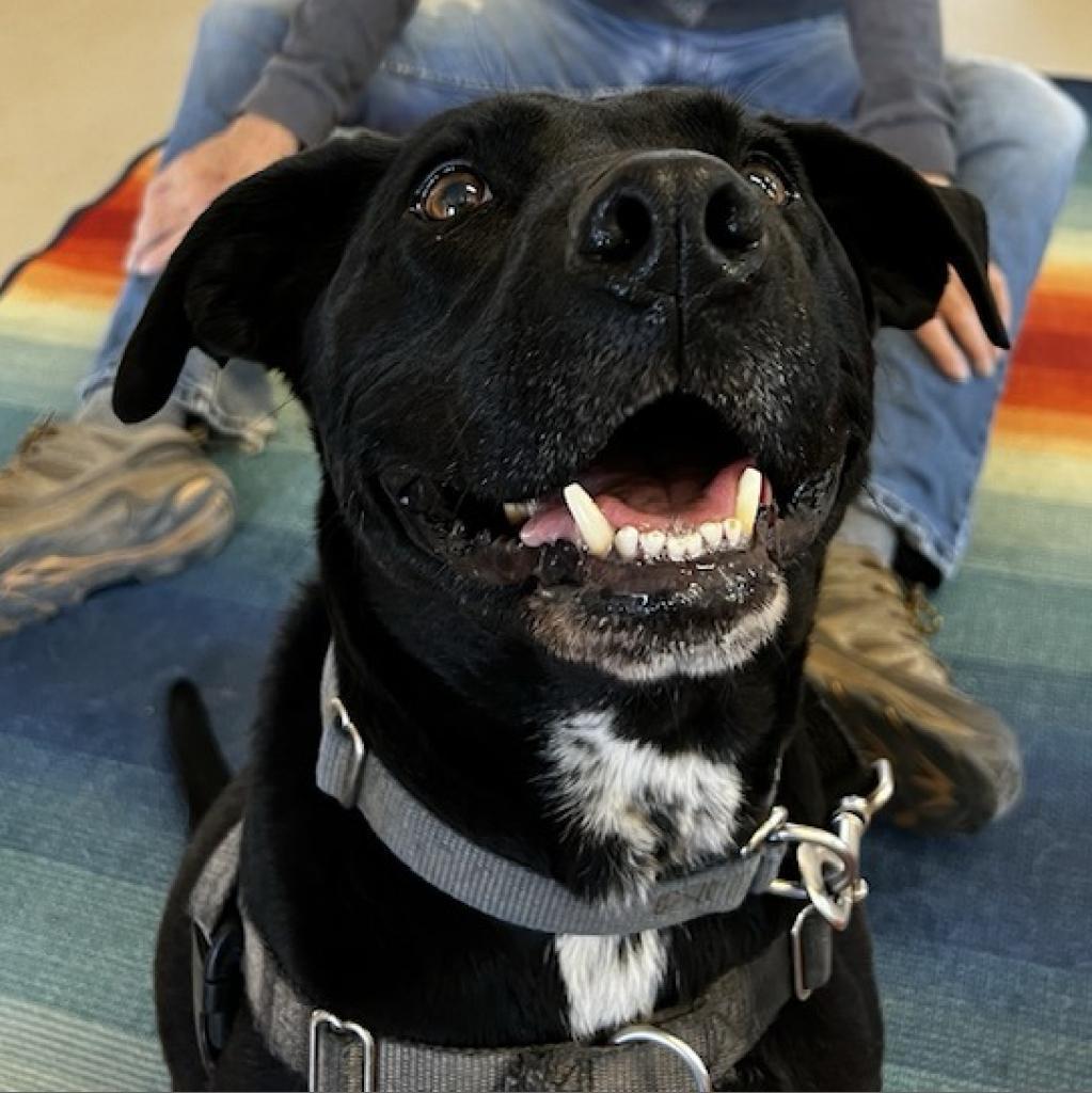 Salamander, an adoptable Black Labrador Retriever, American Staffordshire Terrier in Kanab, UT, 84741 | Photo Image 3