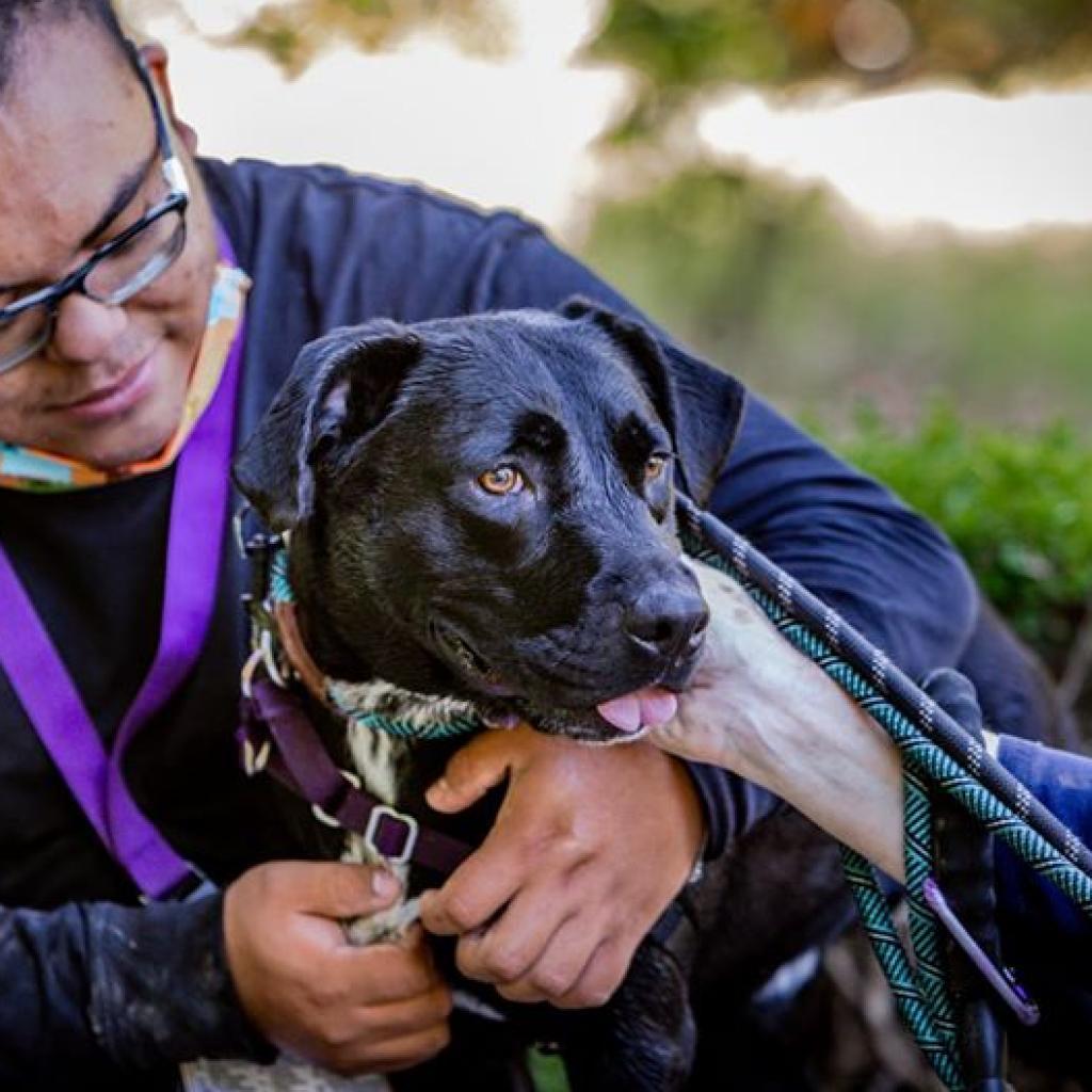 Salamander, an adoptable Black Labrador Retriever, American Staffordshire Terrier in Kanab, UT, 84741 | Photo Image 4