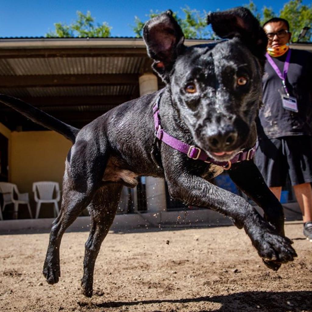 Salamander, an adoptable Black Labrador Retriever, American Staffordshire Terrier in Kanab, UT, 84741 | Photo Image 5