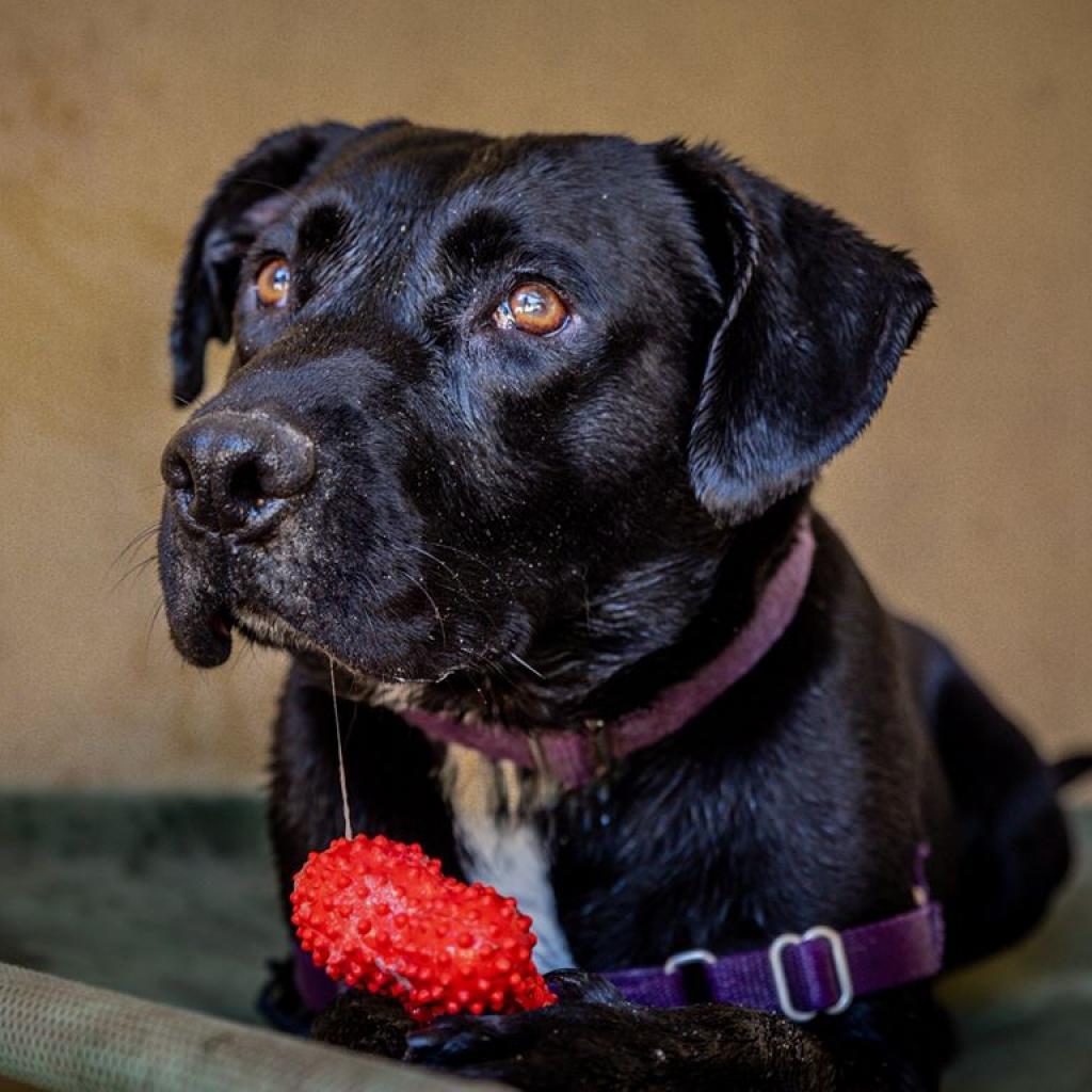 Salamander, an adoptable Black Labrador Retriever, American Staffordshire Terrier in Kanab, UT, 84741 | Photo Image 6