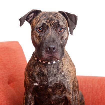 Suki, an adoptable American Staffordshire Terrier in Kanab, UT, 84741 | Photo Image 1