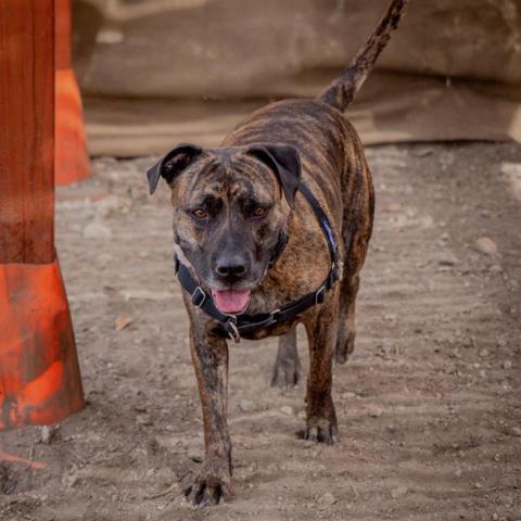 Suki, an adoptable American Staffordshire Terrier in Kanab, UT, 84741 | Photo Image 3