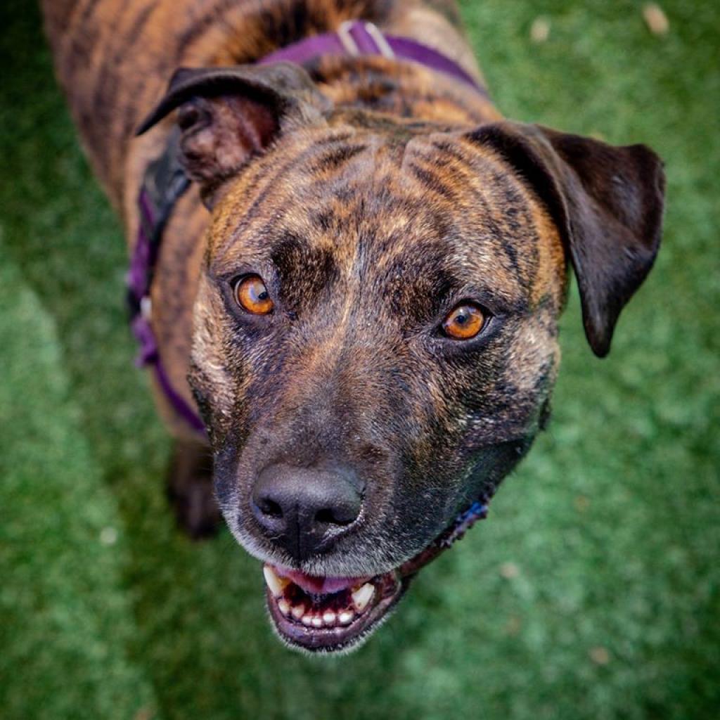 Suki, an adoptable American Staffordshire Terrier in Kanab, UT, 84741 | Photo Image 3