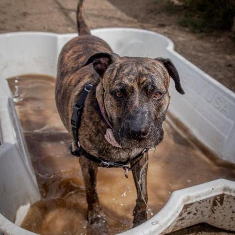 Suki, an adoptable American Staffordshire Terrier in Kanab, UT, 84741 | Photo Image 4