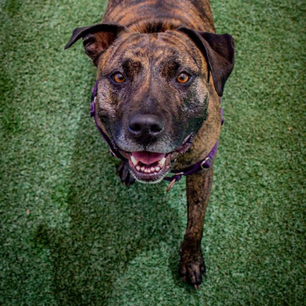 Suki, an adoptable American Staffordshire Terrier in Kanab, UT, 84741 | Photo Image 4