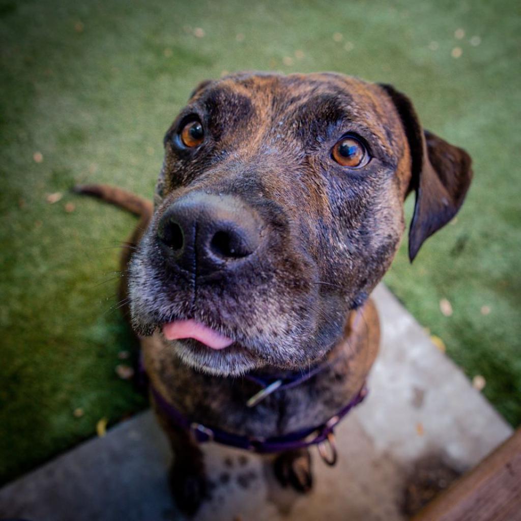 Suki, an adoptable American Staffordshire Terrier in Kanab, UT, 84741 | Photo Image 5