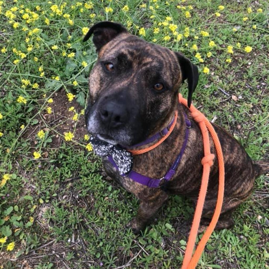 Suki, an adoptable American Staffordshire Terrier in Kanab, UT, 84741 | Photo Image 6