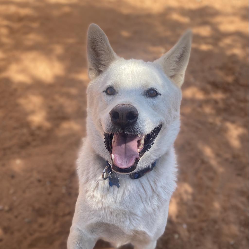 Cooper, an adoptable Jindo in Kanab, UT, 84741 | Photo Image 1