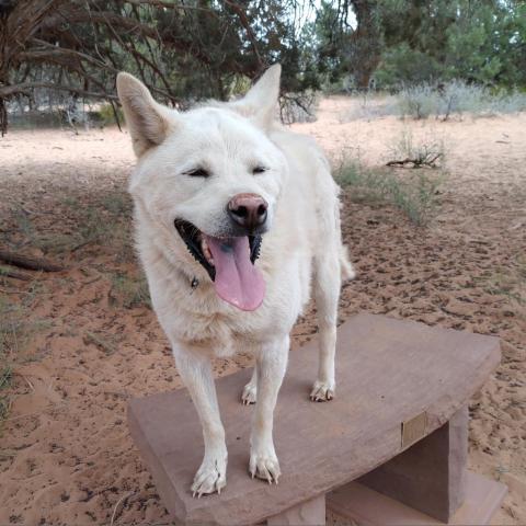 Cooper, an adoptable Jindo in Kanab, UT, 84741 | Photo Image 3