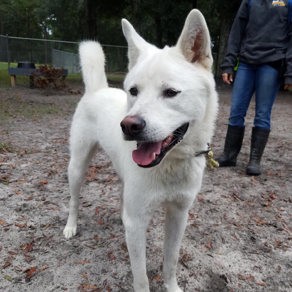 Cooper, an adoptable Jindo in Kanab, UT, 84741 | Photo Image 3