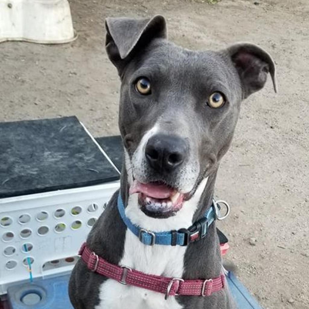 Hinata, an adoptable Boxer, American Staffordshire Terrier in Kanab, UT, 84741 | Photo Image 1