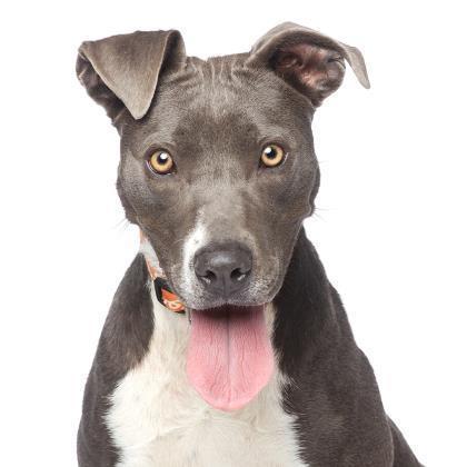 Hinata, an adoptable Boxer, American Staffordshire Terrier in Kanab, UT, 84741 | Photo Image 3