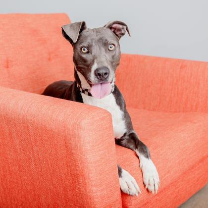 Hinata, an adoptable Boxer, American Staffordshire Terrier in Kanab, UT, 84741 | Photo Image 4