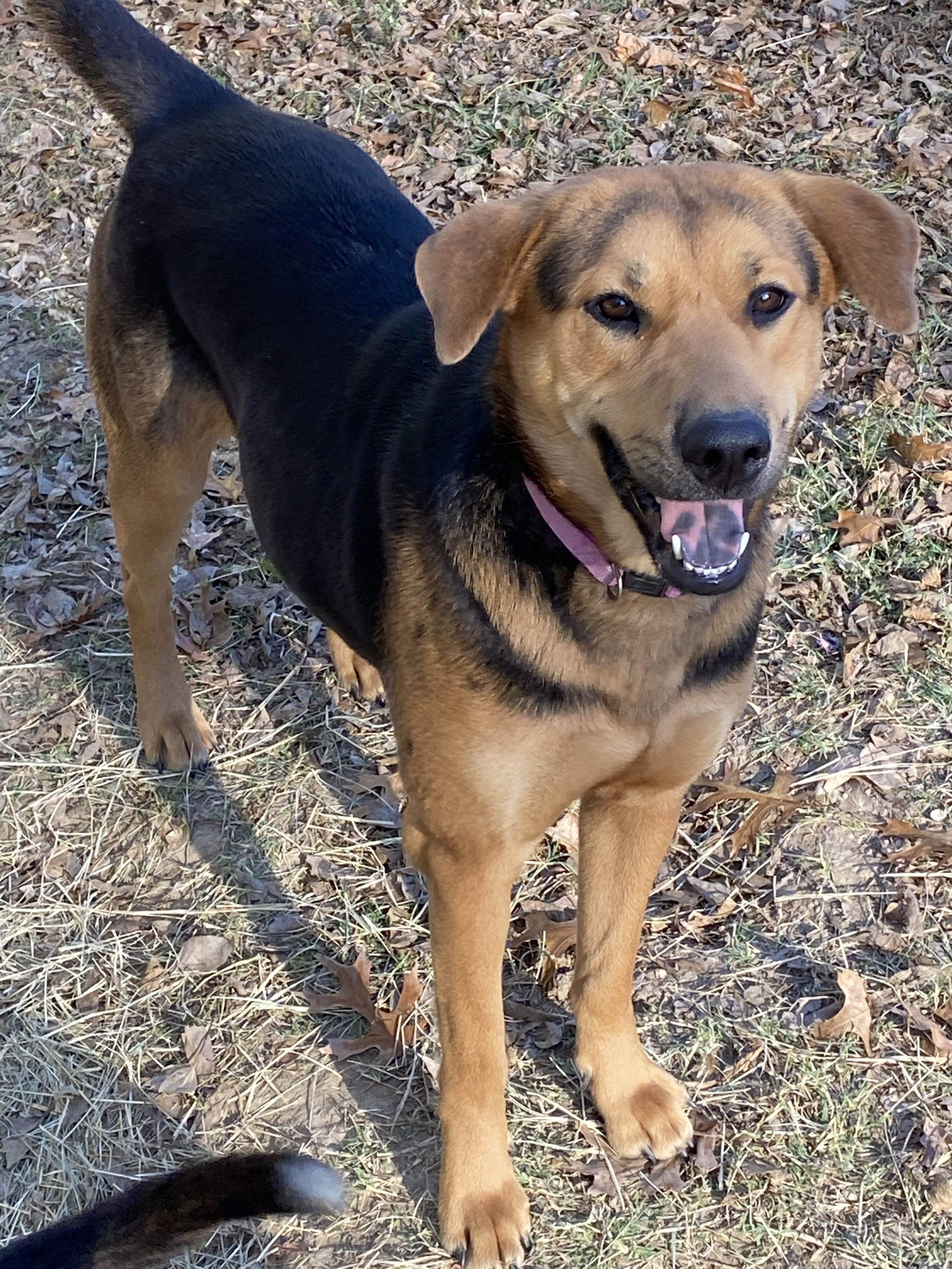 Mama Mia 2020-731, an adoptable Hound, Shepherd in Dallas, TX, 75360 | Photo Image 6