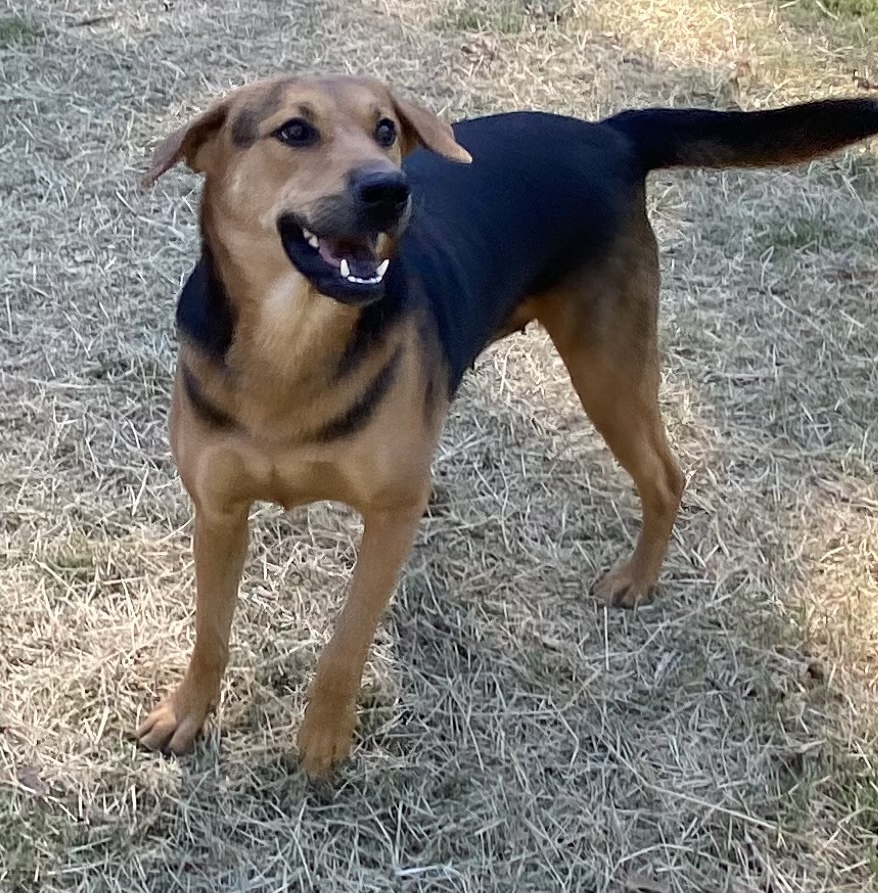 Mama Mia 2020-731, an adoptable Hound, Shepherd in Dallas, TX, 75360 | Photo Image 1