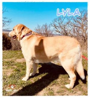 Dog For Adoption Lyla A Golden Retriever Labrador Retriever Mix In Council Bluffs Ia Petfinder