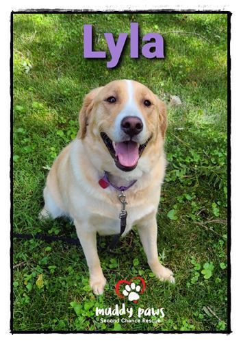 Dog For Adoption Lyla A Golden Retriever Labrador Retriever Mix In Council Bluffs Ia Petfinder