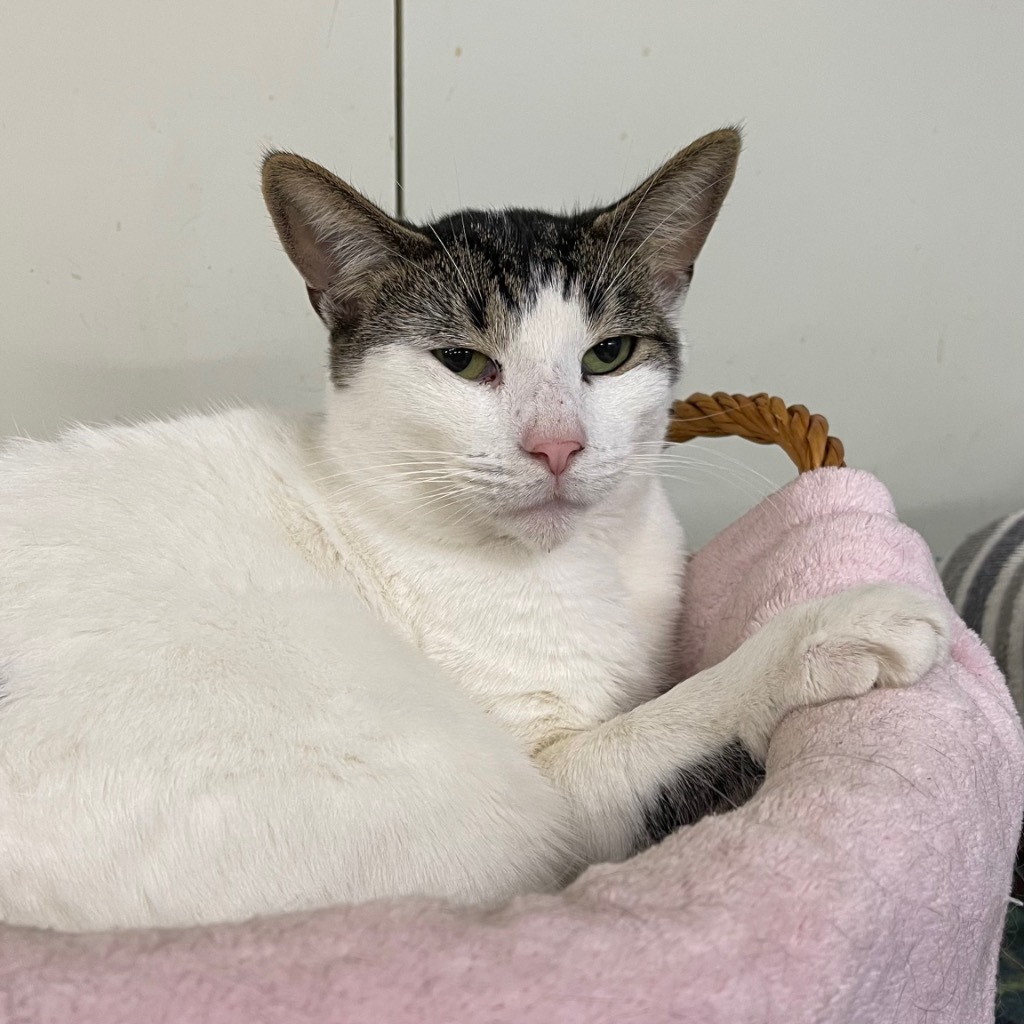 AUDREY, an adoptable Domestic Short Hair in Battle Creek, MI, 49017 | Photo Image 3