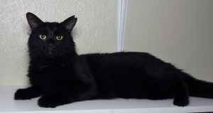 Feral Terry