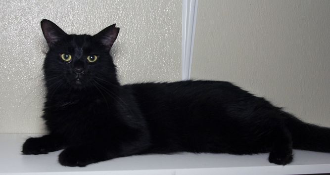 Feral Terry