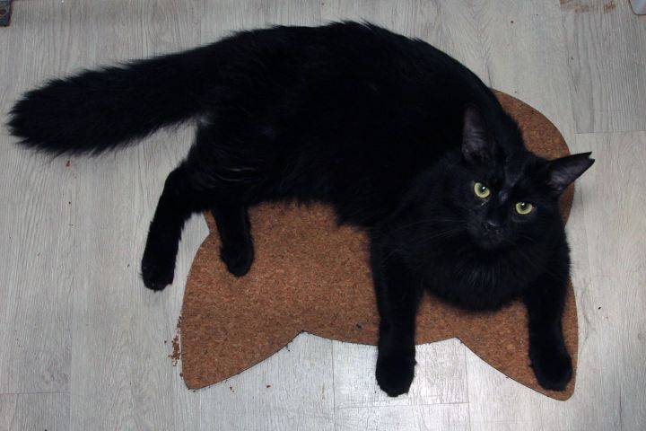 Feral Terry 2