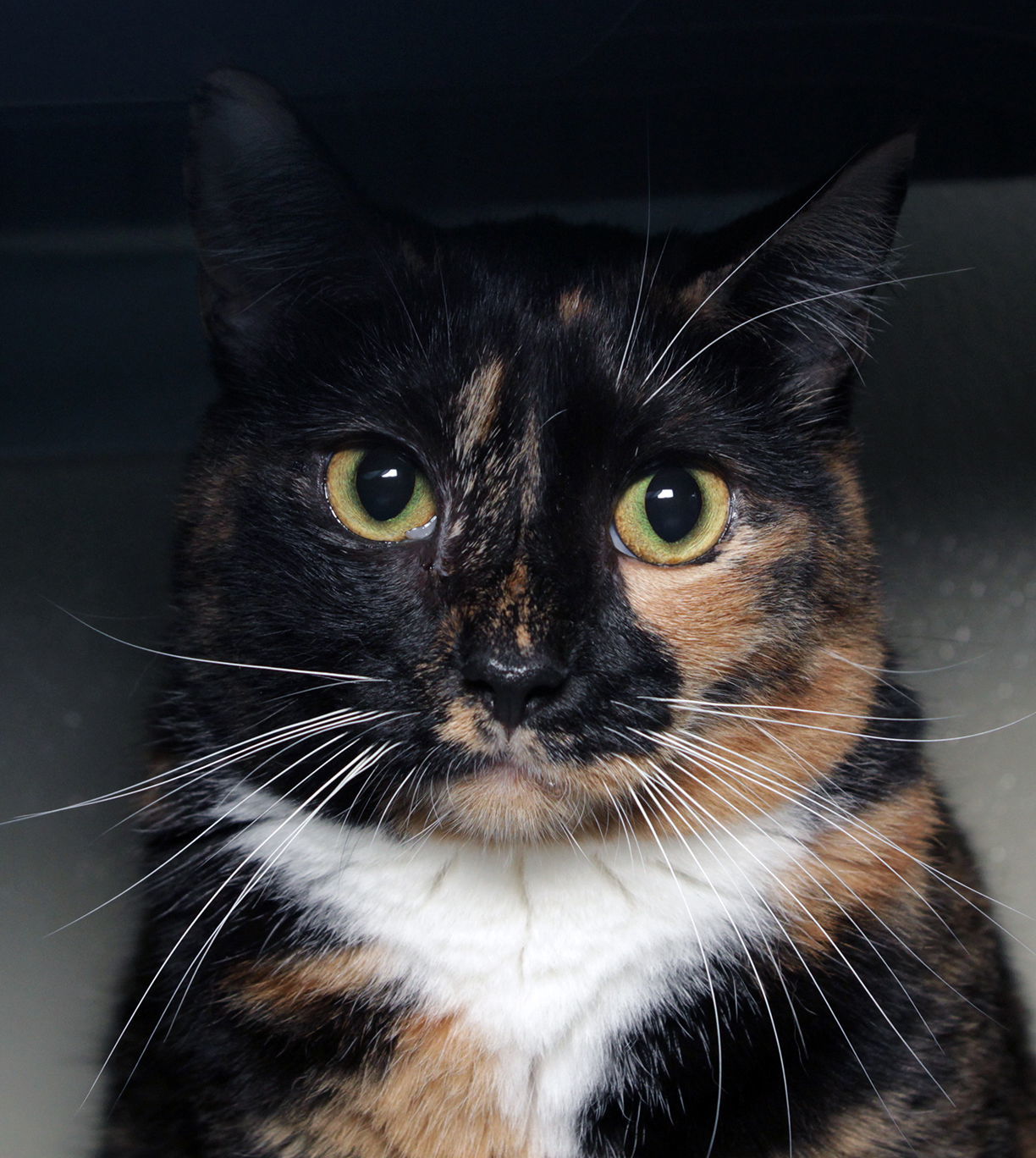 Feral Opal, an adoptable Calico in Oakland Park, FL, 33334 | Photo Image 1