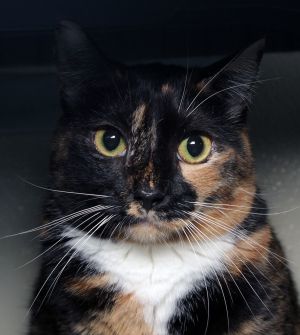 Feral Opal, Adult Female Calico