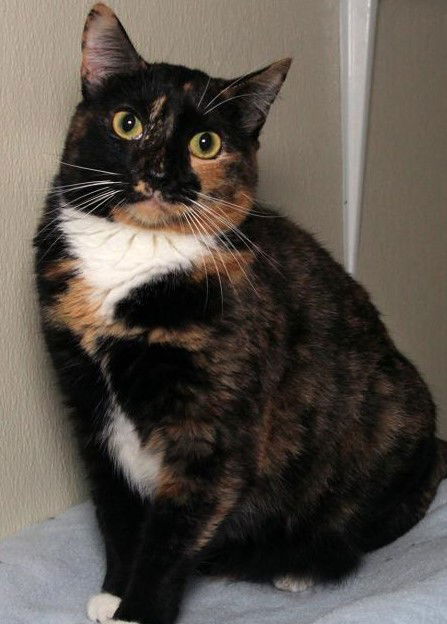 Feral Opal, an adoptable Calico in Oakland Park, FL, 33334 | Photo Image 2