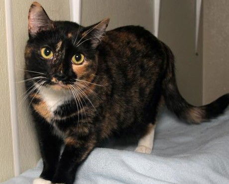 Feral Opal, an adoptable Calico in Oakland Park, FL, 33334 | Photo Image 3