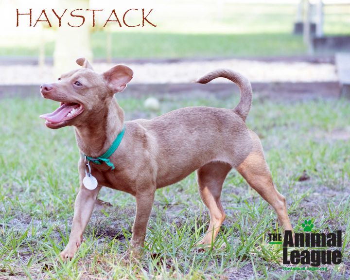 Haystack 1