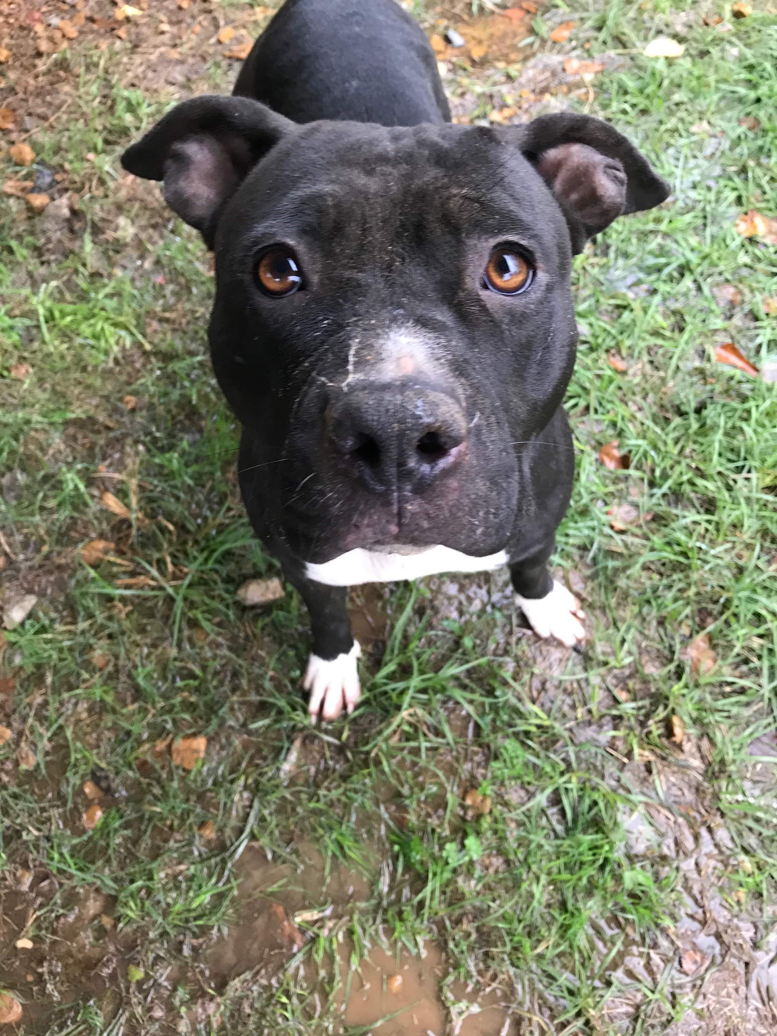 Flower, an adoptable American Staffordshire Terrier in Jackson, MS, 39213 | Photo Image 1