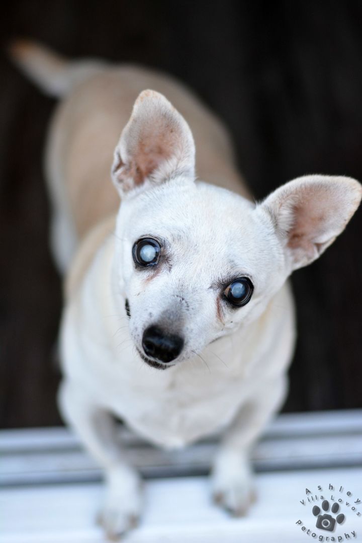 Dog For Adoption Bella A Chihuahua In Anza Ca Petfinder