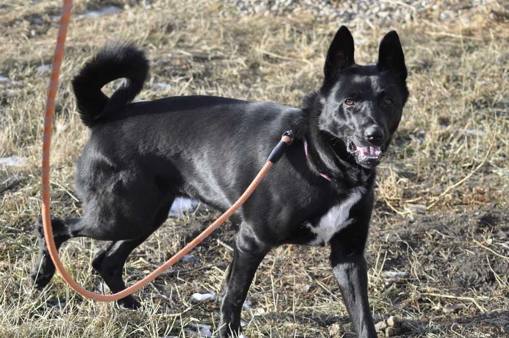Zumba, an adoptable Labrador Retriever, German Shepherd Dog in Dodson, MT, 59524 | Photo Image 2