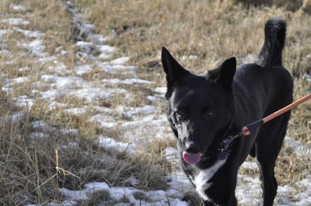 Zumba, an adoptable Labrador Retriever, German Shepherd Dog in Dodson, MT, 59524 | Photo Image 4