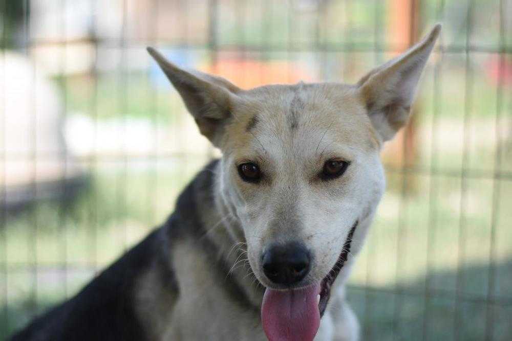 Chilli, an adoptable Siberian Husky in Dodson, MT, 59524 | Photo Image 1