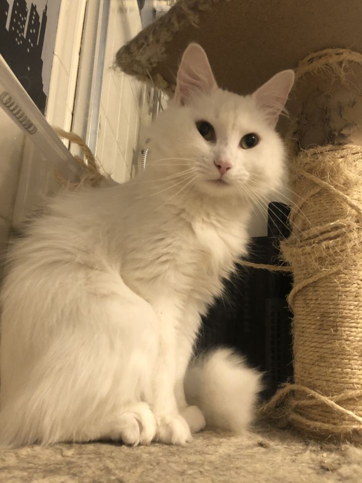 Cat For Adoption Grace A Domestic Medium Hair In Germantown Md Petfinder