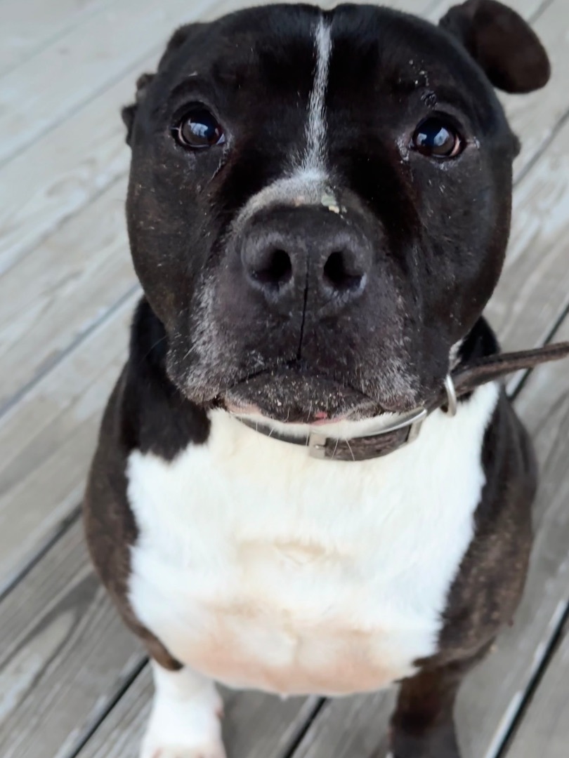 Roxas (Ray), an adoptable Pit Bull Terrier in Utica, OH, 43080 | Photo Image 2