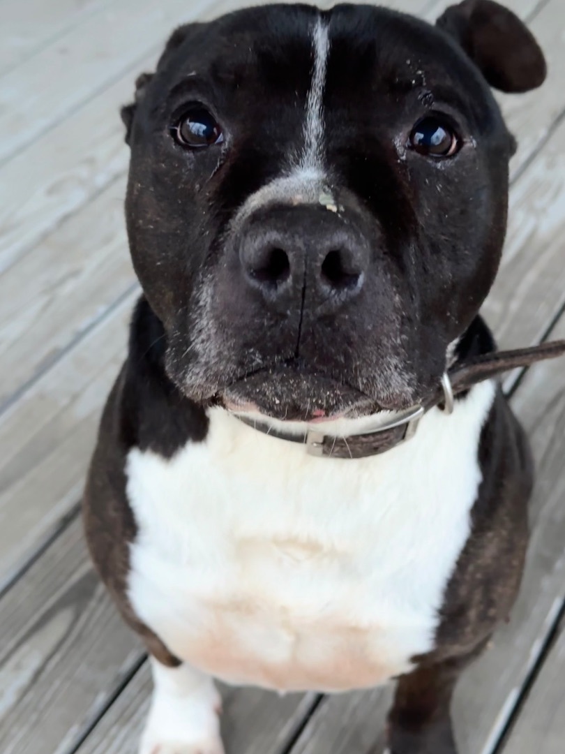 Roxas (Ray), an adoptable Pit Bull Terrier in Greenfield, OH, 45123 | Photo Image 1