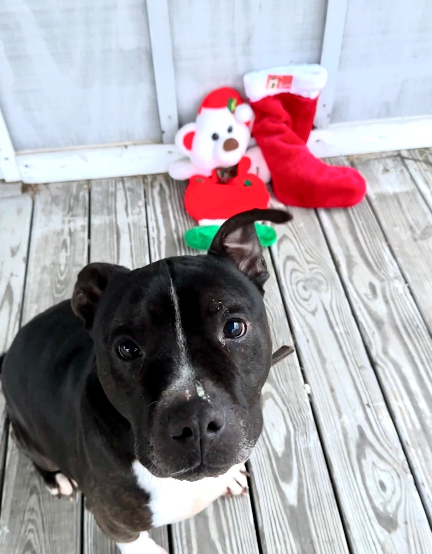 Roxas (Ray), an adoptable Pit Bull Terrier in Utica, OH, 43080 | Photo Image 3